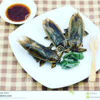 Food & bugfarm (@giantwaterbugvn) 's Twitter Profile