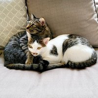 Humanitarian Kittens: Simba & Zoey (@simba_zoey) 's Twitter Profile Photo Humanitarian Kittens: Simba & Zoey (@simba_zoey) 's Twitter Profile Photo