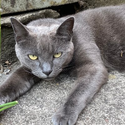 MystiqueCat17's profile picture. Sometimes outspoken to a fault, Freelance Designer and Illustrator