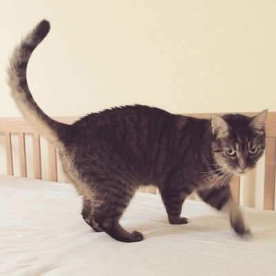 aiklos's profile picture. #Gamer | #AFOL | #Blenderhead | mate of @SamaSitar