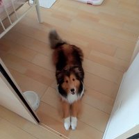 ケンケン (@dafransoise) 's Twitter Profile