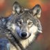 Wolf (@wolf_scam) Twitter profile photo Wolf (@wolf_scam) Twitter profile photo