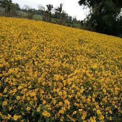 PipasaChakma's profile picture. 