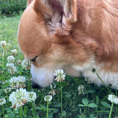 tou_tou95201070's profile picture. コーギーに関する事を中心に日々感じた事 好きな事などを雑多につぶやきます /コーギーの名前はコウ♂2013年7月31日生まれ2代目コーギーです/無言フォロー失礼します/Don't re-upload