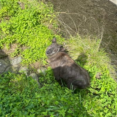 かもしか