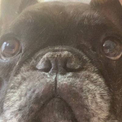 dontyandesuyo's profile picture. Twitchでエーペックス配信してます！ 気軽にコメント、フォローお願いします！！！ https://t.co/FV4jRtKhDF