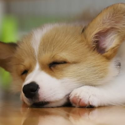 CorgiChiro's profile picture. かわいいコーギーちろをいろんな角度から作品にします✨I will make a cute corgi Chiro from various angles✨Thank you for your support😄https://t.co/T74ARQssEL