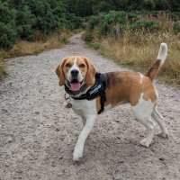 Lola the Beagle 🐶🐾(@_lolalollipop) 's Twitter Profileg