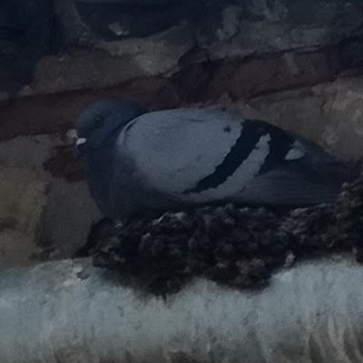 codiopaul4's profile picture. 