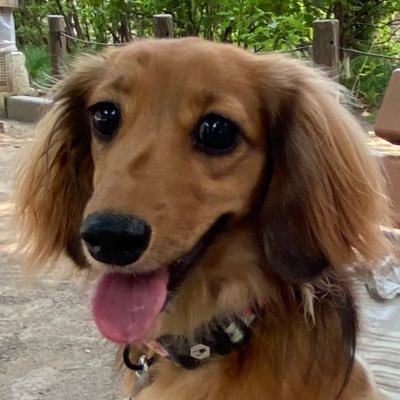 yv6KFocrBxAMyHh's profile picture. ライター、編集者。専門は医療、健康、教育他。ライフワークである浮世絵研究から歌舞伎と文楽の沼にも浸かる。澤瀉屋贔屓。くずし字読解の修行中。愛犬はMダックスのメイ（3歳）