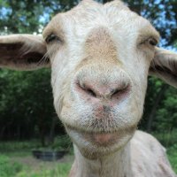 Pessi (@pessir6) 's Twitter Profile