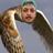 Ce_krett's profile image