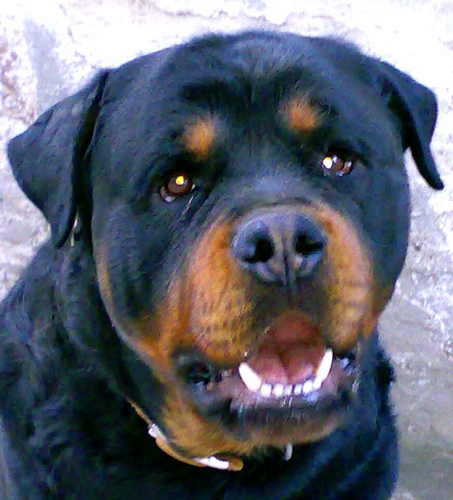 mamut09 Profile Picture