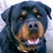 mamut09's profile image