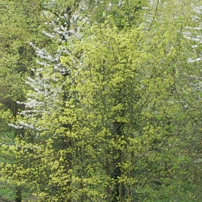 Pour la protection de l’environnement et du patrimoine naturel, culturel et historique du Bois de Vincennes et de ses environs