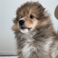 シェルティ・アンディ (@sheltie_andy) 's Twitter Profile
