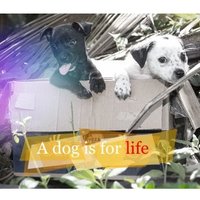 a dog is for life (@a_dog_is_4_life) 's Twitter Profile
