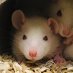 Rodent Ultrasonic Vocalizations (@rodent_usv) Twitter profile photo Rodent Ultrasonic Vocalizations (@rodent_usv) Twitter profile photo