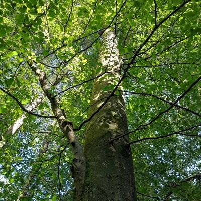 Aprendo de las hormigas l Pienso el futuro #másciencias
🌿🍃🌳