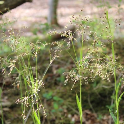 Resilient_Diss's profile picture. Researching & writing a dissertation on the retrofitted solutions to the climate resilience of British homes - Comments & Ideas welcome 🌱🌞📈🏡❄️📉🔋💸🏘⛈🌿