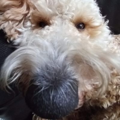 aaronforsey1's profile picture. 