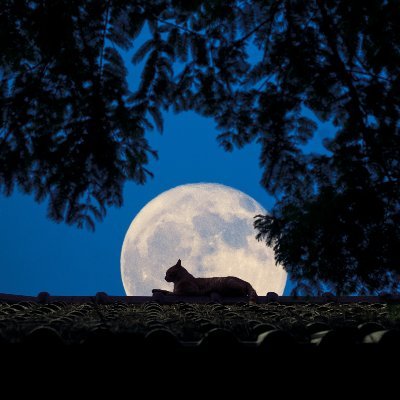 chensiqia's profile picture. 
