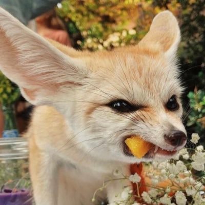 TimTorte's profile picture. 