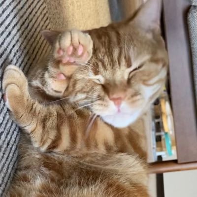 さらば青春の光専用アカウントになりました🐈 森田さん大好きすぎる🥺💓普段は保育士として真面目に働いてます🍼