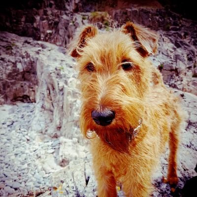 im an 9 year old Irish terrier called Wesley ,i love sleeping, prawn crackers, zoomies and barking at the doorbell, im looking to meet some new woofy friends!