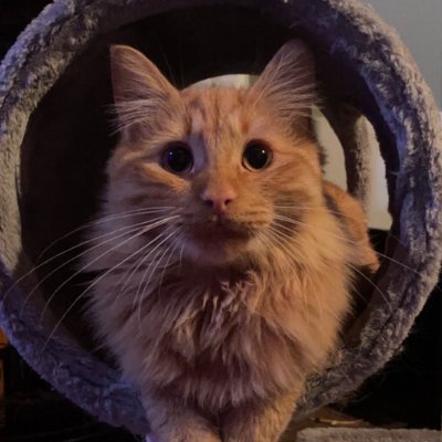 LemonCatさんのプロフィール画像