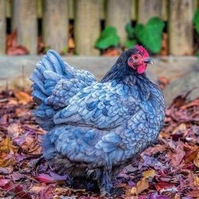 An Afrocentric Agro-enterprise focused on Free Range breeding, production, housing for poultry , cattle & horticulture
