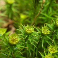 Bryofloristic (@bryofloristic) 's Twitter Profile
