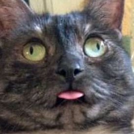 PavoIluminati's profile picture. Una persona más en el mundo, no hago nada interesante.
Me gustan los tacos
😈💞/😺🍭/🐍

Why do you follow me? ( • _•)