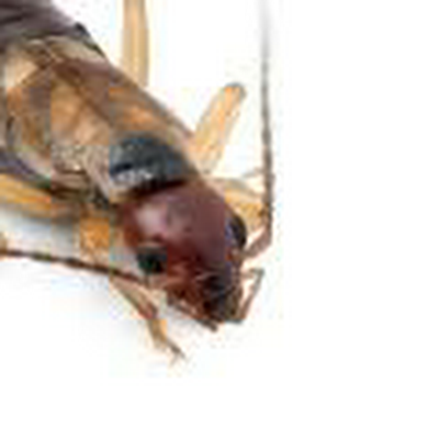 Stevebug3's profile picture. Steve bug is 25. please do not dm me. please do not follow me. thank you.