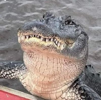 Crocodile_Cringeさんのプロフィール画像