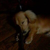 ぷりんぶんた (@purinbunta) 's Twitter Profile