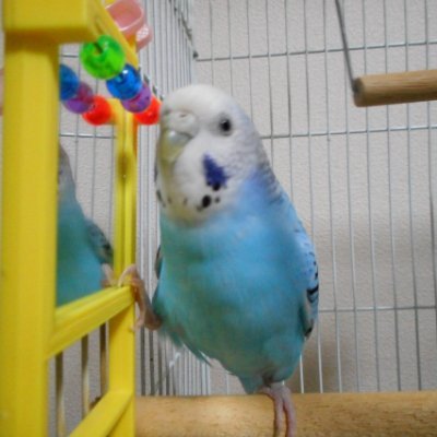 元ウサギ、ハムスター、チンチラ、セキセイインコ、熱帯魚色々飼い😀無言フォローごめんなさい。可愛い動物はフォローせずにはいられません。🙇人様に語る事や意見など畏れ多いので全くつぶやきません。ただ可愛いもの、良いものにはイイネ・リツイートするだけです。ただそれだけです。出会系必要ありません。お話しは必要ありません。