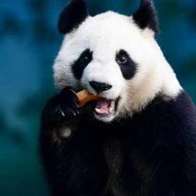 nehykiz's profile picture. 