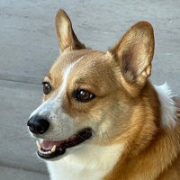 AZCorgiMom(@AZCorgiMom) 's Twitter Profile Photo