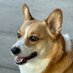 AZCorgiMom (@AZCorgiMom) Twitter profile photo