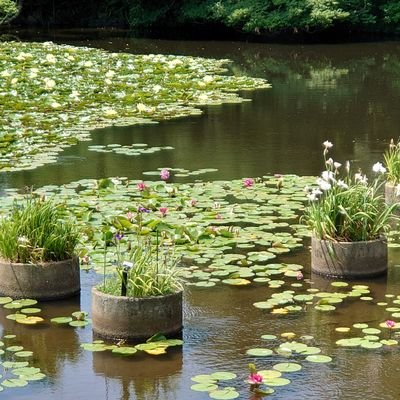 料理しながら、たびたび火傷するひと／趣味で、中学英語からやり直し・TOEIC挑戦／大人のやり直し歯列矯正中（表）2023.05〜／知り合いと繋がらないアカウント