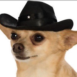 zahdeyas's profile picture. raven | they/elle | 34 🪬 fck off if u ship nasty shit or sexualize minors