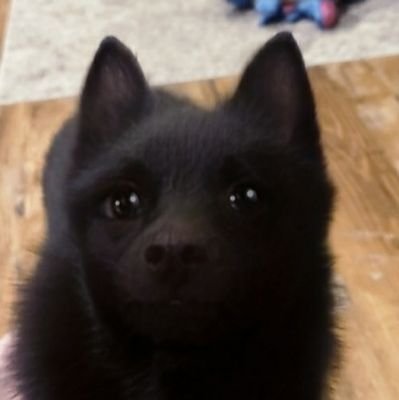 video games, politics, schipperkes | she / her