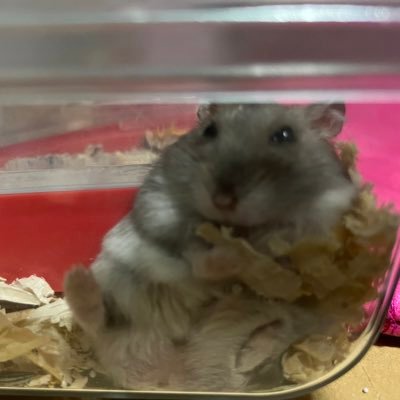 凱亜さんのプロフィール画像