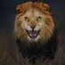 the lion (@greatlion8585) Twitter profile photo