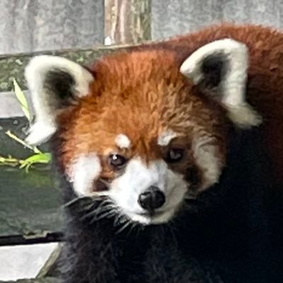 クロタ🍛さんのプロフィール画像