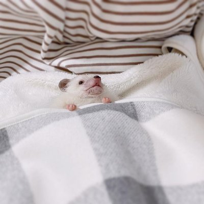 27 / hedgehogs hedgehogs hedgehogs / wasn't like Christmas at all