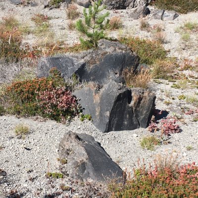 MaskBreathable1's profile picture. Far-right fascist against showing papers