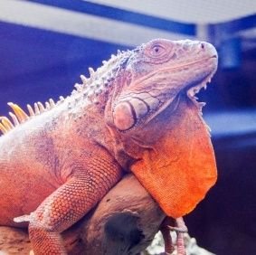 アマギフとか当たるといいよな🦎ついでに松阪牛も🥩 / 大物になれずにお陀仏の予定です