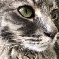 Magesa (@magesa_8) 's Twitter Profile